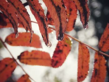 Close-up of red fruits hanging on tree