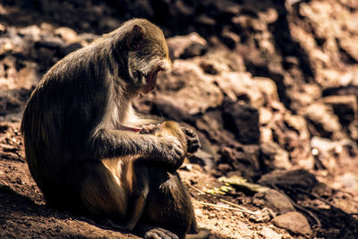 Close-up of monkey sitting on rock