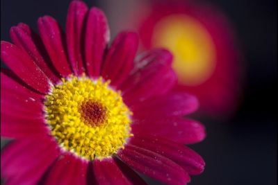 Close-up of yellow flower