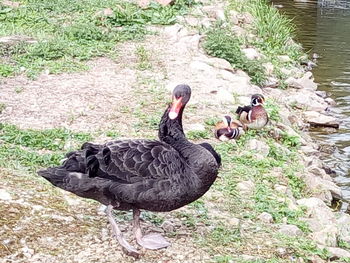 Black swan in a lake