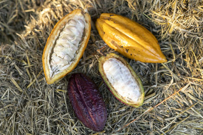 High angle view of fruits on hay