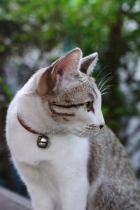 Close-up of a cat looking away