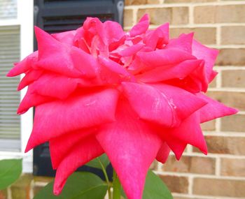 Close-up of pink rose