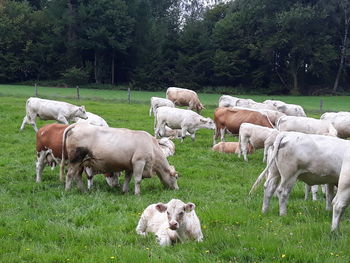 Animal pasture 