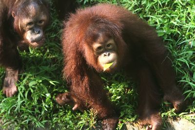 Close-up of orangutan sitting on field