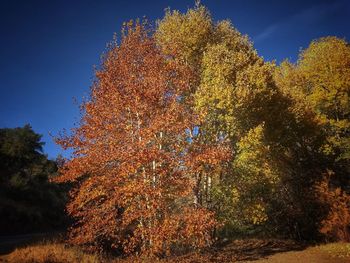 Low angle view of trees against sky during autumn