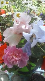 Close-up of pink flowers