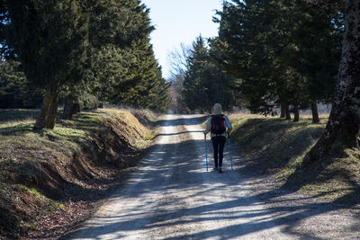 Rear view of man walking on road amidst trees