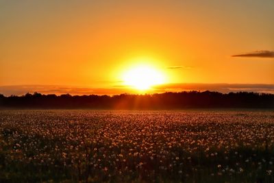 Scenic view of field against sky during sunset