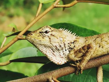 Close-up of a lizard on branch