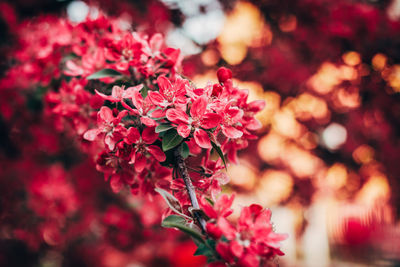 Close-up of red flowers blooming outdoors