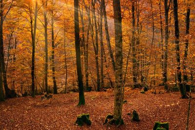 Trees in forest during autumn