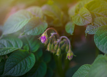 Close-up of purple flowering plant leaves