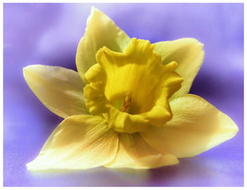 Close-up of yellow flower against blurred background