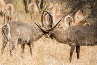 Side view of deer on field