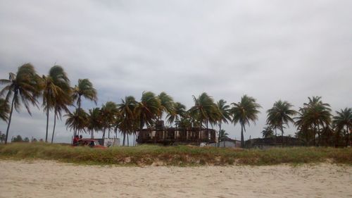 Palm trees on beach