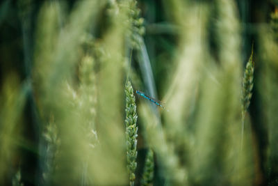 Close-up of wheat growing on field