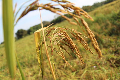 Close-up of wheat growing on field