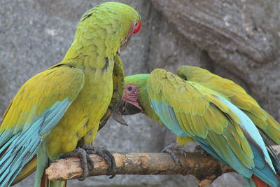 Close-up of parrot perching on wood