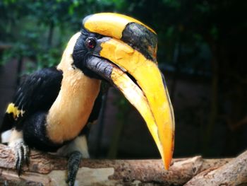 Close-up of bird perching on yellow leaf