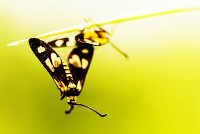 Close-up of butterfly perching on leaf