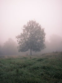 Trees on field against foggy weather