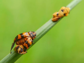 Close-up of bee on leaf