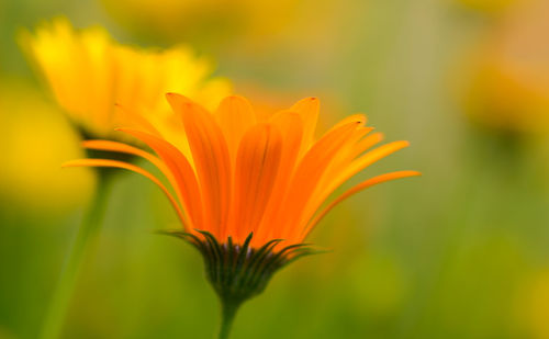 Close-up of yellow flower blooming outdoors