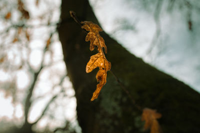 Close-up of dry leaf on branch against sky