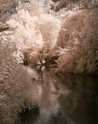 River amidst trees in forest