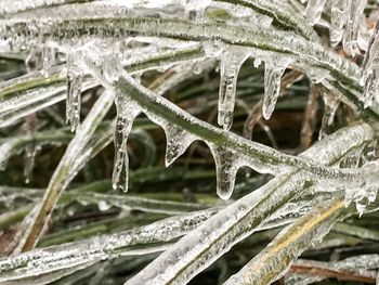 Close-up of wet plant during winter