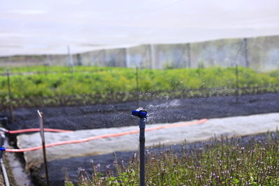 Plants growing on field