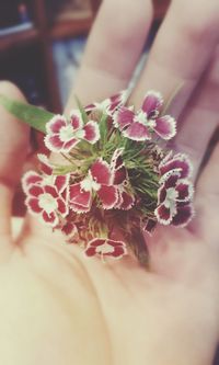 Close-up of pink flowers