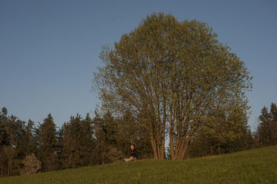 Trees on field against clear sky