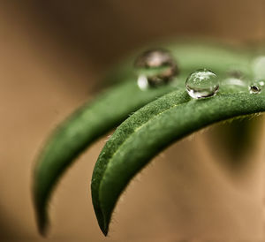 Close-up of wet plant