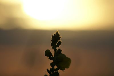 Close-up of plant against sky at sunset