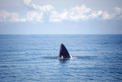 View of swimming in sea