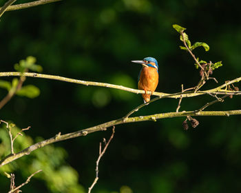 Close-up of bird perching on branch