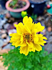 Close-up of yellow flower