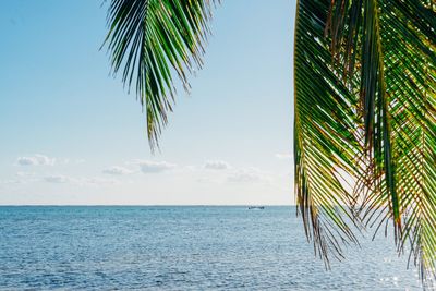 Palm tree on beach against sky