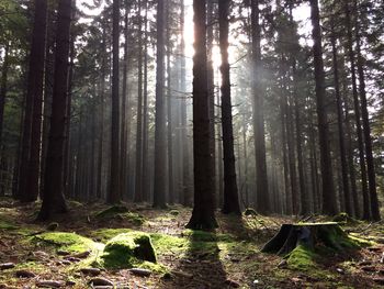 Trees in forest