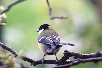 Close-up of bird perching on tree