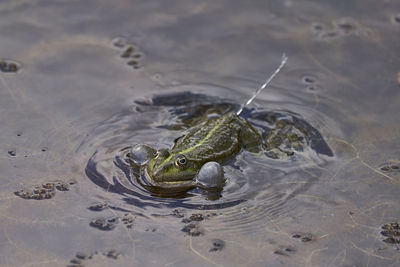 High angle view of frog in lake