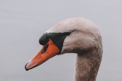 Close-up of swan