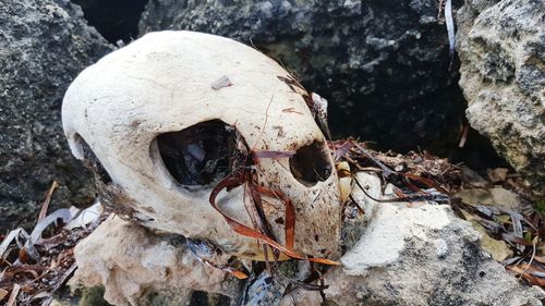 Close-up of animal skull