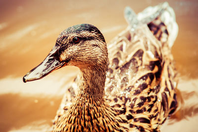 Close-up of duck