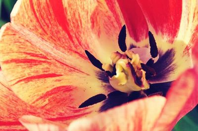 Macro shot of red flower