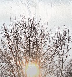 Bare tree by lake against sky during winter