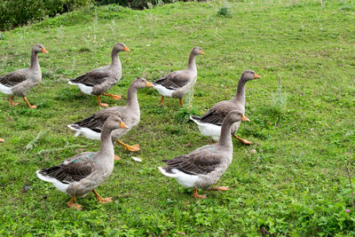 Ducks on grassy field