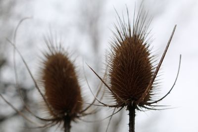 Close-up of dried thistle